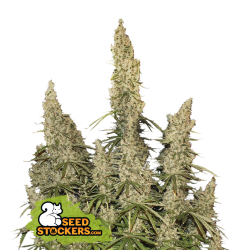 White Widow Auto - SeedStockers