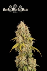 Superior Santa Marta Haze - SeedStockers