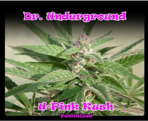 U-Pink Kush - Dr. Underground