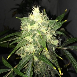 OG Kush - Nirvana Seeds