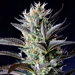 Dutch Blue Automatic - Spliff Seeds