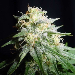 White Widow Automatic (Spliff Seeds) - Spliff Seeds