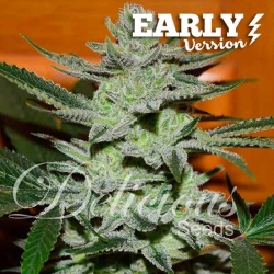 Unknown Kush Early Version - Delicious Seeds