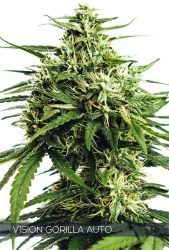 Vision Gorilla Auto - Vision Seeds