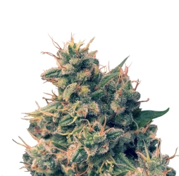 Guawi Reg. - ACE Seeds