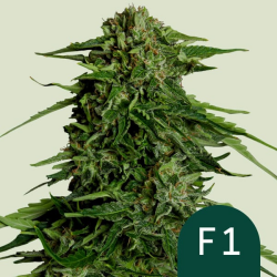 Epsilon F1 - Royal Queen Seeds