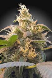 CBDenergy - Paradise Seeds