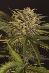 Dr Greenman Pure CBD - Exotic Seeds