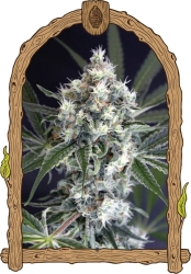 Medxotic Pure CBD - Exotic Seeds