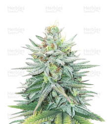 Cherry Pie (Female Seeds) Cannabis-Samen