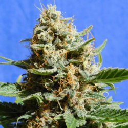 Kush Mintz FAST - Original Sensible Seeds