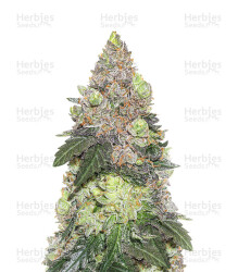 Girl Scout Cookies (Seedstockers) Cannabis-Samen