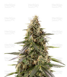 Chem-Bomb Auto (Humboldt Seeds) Cannabis-Samen