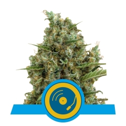 Joanne's CBD - Royal Queen Seeds