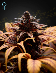 Deep Candy CBD - GreenHouse Seeds