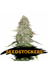 Gorilla Glue - SeedStockers