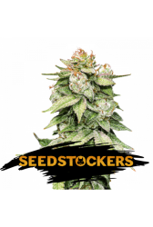 Gorilla Glue Auto - SeedStockers