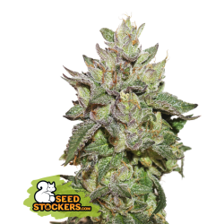 Wedding Cake - SeedStockers (Auslaufprodukt)