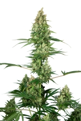 Silver Fire - Sensi Seeds