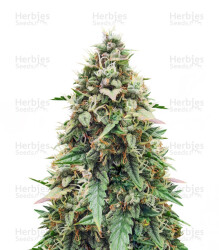 Auto Skywalker Haze feminisierte Samen (Dutch Passion)