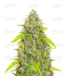 Skywalker Haze feminisierte Samen (Dutch Passion)