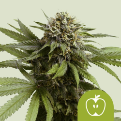 Apple Fritter Automatic - Royal Queen Seeds