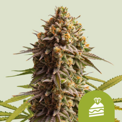 Wedding Cake Automatic - Royal Queen Seeds