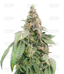 Mimosa Shot feminisierte Samen (Herbies Seeds)