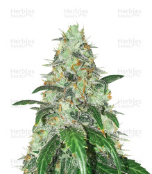 Bruce Banner feminisierte Samen (Seedstockers)