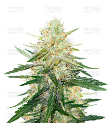 Ztrawberriez Auto feminisierte Samen (Fast Buds)