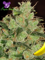 Banana Kush - Anesia Seeds