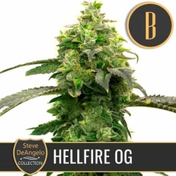 Steve's Hellfire OG - BlimBurn