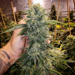 Geist OG Fast Flowering - Humboldt Seed Organization