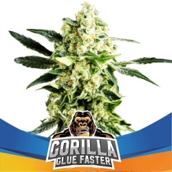 Gorilla Glue Faster - BSF Seeds