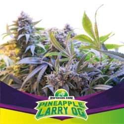 Pineapple Larry OG - BSF Seeds