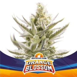 Orange Blossom XXL Auto - BSF Seeds