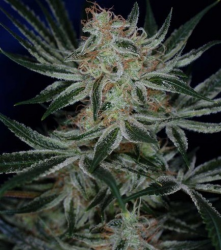 Jack The Ripper - Subcool’s The Dank (TGA)