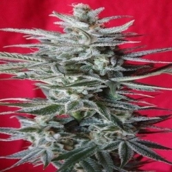 Snow Moon - ACE Seeds