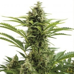 Red Dwarf Auto - Buddha Seeds