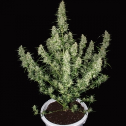 Magnum Auto - Buddha Seeds