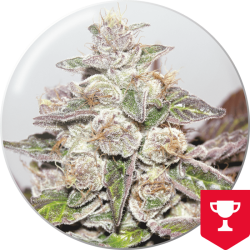 Mendocino Purple Kush - Medical Seeds