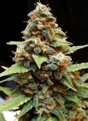 Gorilla Lemon Fire - Cream of the Crop