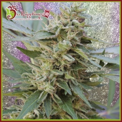 S&M - Dr Krippling Seeds