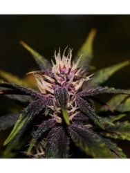 Purplediol Auto CBD - éLite Seeds