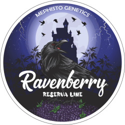 Ravenberry Auto - Mephisto Genetics