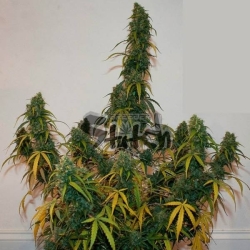 Formula One Reg. - Flash Seeds