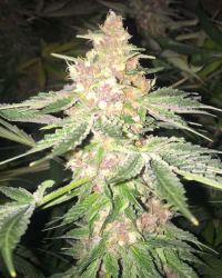 5G - Soma Seeds