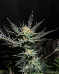 Lavender OG - Soma Seeds