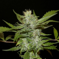 Sheberghan Hashplant Reg. - Khalifa Genetics