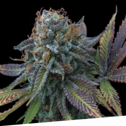 La Perla Negra - Exclusive Seeds